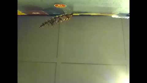 Snapshot of fucmebudoo chatting on 11.01.25 Warwick online show from 11.01.25