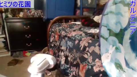 Gardenia online show from 12.28.24