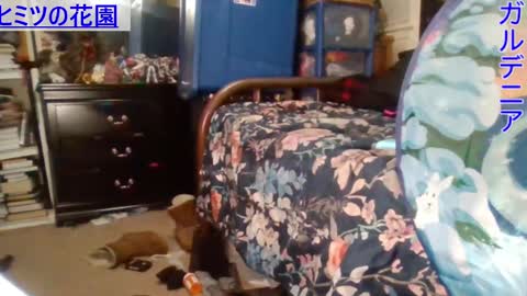 Gardenia online show from 12.29.24