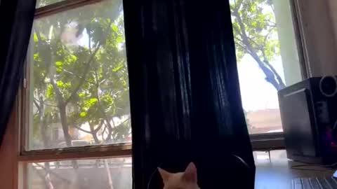 Snapshot of gerson229 chatting on 10.23.25 gerson229 online show from 10.23.25