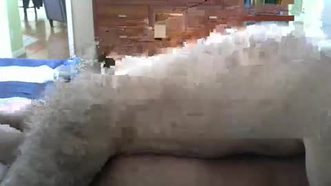 Snapshot of grsmnky65 chatting on 12.14.25 grsmnky65 online show from 12.14.25