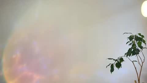 hannah levis  online show from 02.25.26