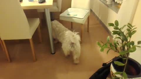 Snapshot of harald1234 chatting on 12.01.25 harald1234 online show from 12.01.25