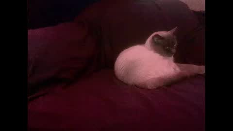 Snapshot of hopps28 chatting on 03.01.25 hopps28 online show from 03.01.25