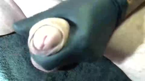 horse_dick9 online show from 09.11.25