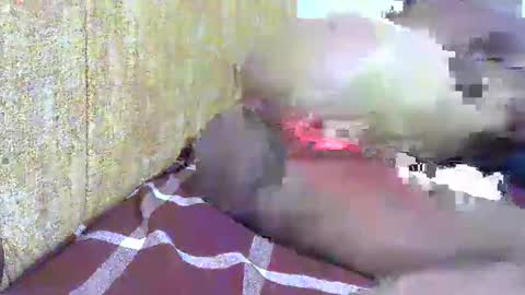 Snapshot of hot_ebony11 chatting on 02.16.25 chooo pie online show from 02.16.25