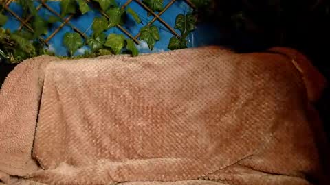 Snapshot of hustle6930 chatting on 12.14.24 Kayla online show from 12.14.24