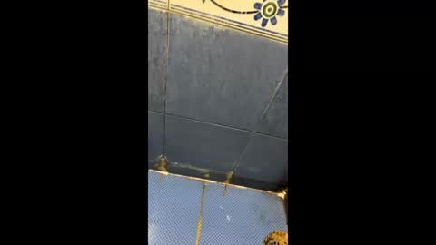 Indianboy online show from 04.03.26