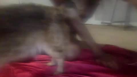 iysisfv online show from 09.26.25