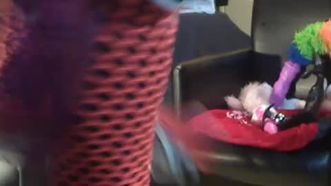 JACKSLUT BUY ME . FAN CLUB MEMBERS AND THOSE WHOM THE MEMBERS INDICATE SISY SLUT PROVIDES THEM  FREE SERVICES online show from 12.28.24