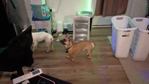 Josef online show from 04.17.26