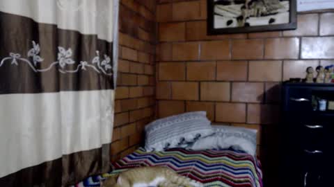 joseph online show from 11.10.25