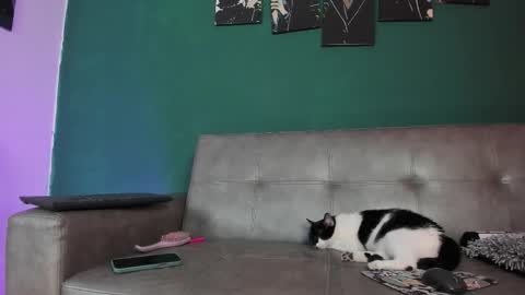 KarolSweet online show from 03.26.26