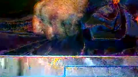 KENDREKO online show from 03.14.26