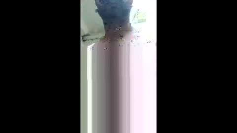 Khushipussy online show from 12.04.25