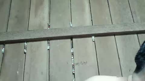 Ruru online show from 01.16.26