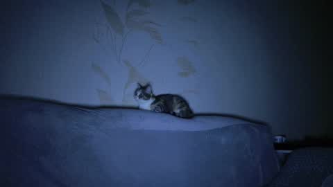 Evelyn online show from 03.08.25