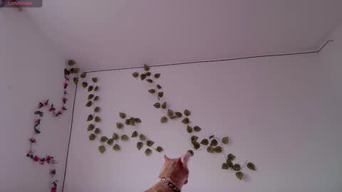 Kitty online show from 03.03.26