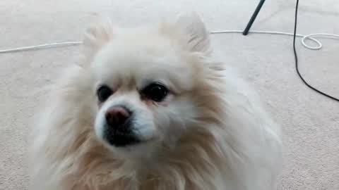 Lacey Phoenix online show from 03.04.25