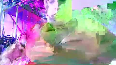 Lady Gloria online show from 11.30.25