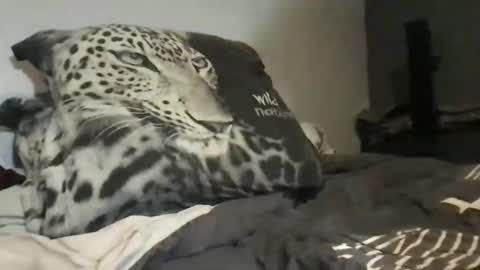 Lex6699 online show from 03.31.26