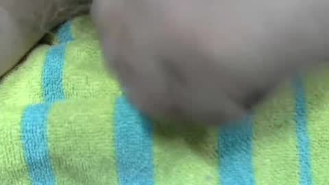 LilTonyPA online show from 01.21.25