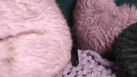 Lire online show from 10.02.25