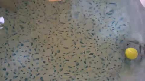 lovelyladyflaccid online show from 05.27.26