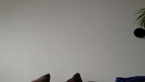 Lupine online show from 03.06.26