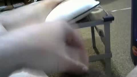 manumanu8585 online show from 02.03.26