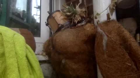 matureman1234 online show from 11.05.25