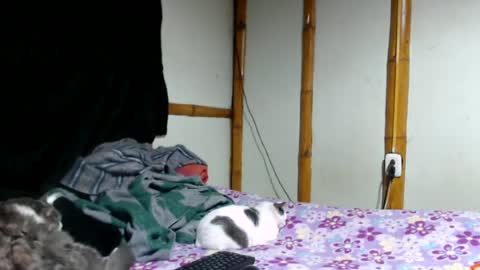 Mia  Sam online show from 06.25.26