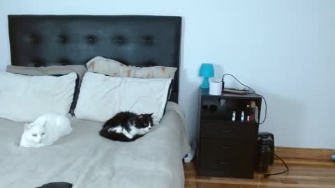 Michael  Iris online show from 12.14.25