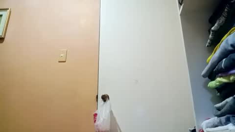 Im Ping online show from 10.30.25