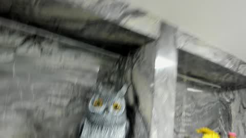 Danika online show from 10.01.25