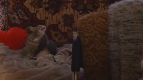 Snapshot of miss_elistia_ chatting on 02.20.26 Elis online show from 02.20.26