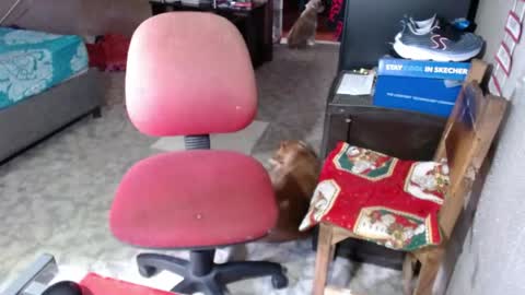 Maria Gomezz online show from 05.26.26
