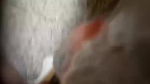 Snapshot of moos1 chatting on 09.25.25 moos1 online show from 09.25.25