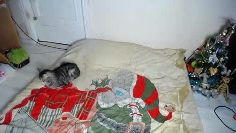 Snapshot of muse_online chatting on 12.30.24 Muse Ali online show from 12.30.24