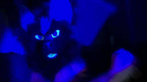 Snapshot of n33ds2br33d chatting on 10.19.25 n33ds2br33d online show from 10.19.25