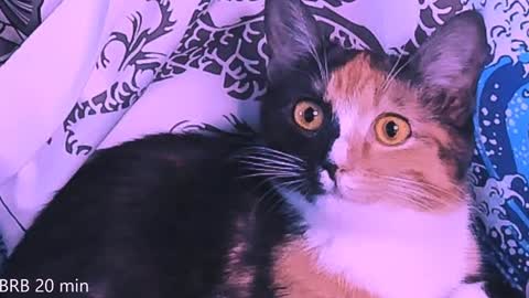 Snapshot of nanitamoore chatting on 01.23.25 Monday-Friday 12-4 AM and 6-9 AM New York time online show from 01.23.25