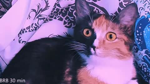 Snapshot of nanitamoore chatting on 02.02.25 Monday-Friday 12-4 AM and 6-9 AM New York time online show from 02.02.25