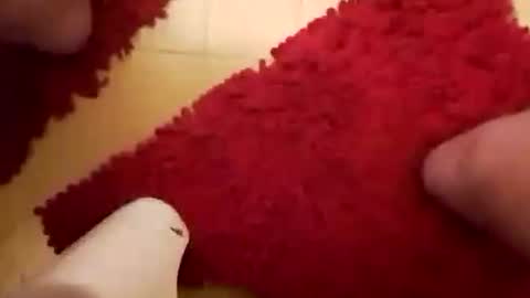 BookWriter online show from 01.26.25