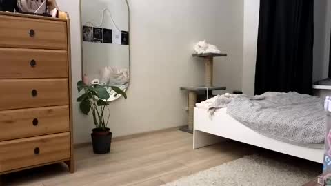 Nova online show from 11.11.25