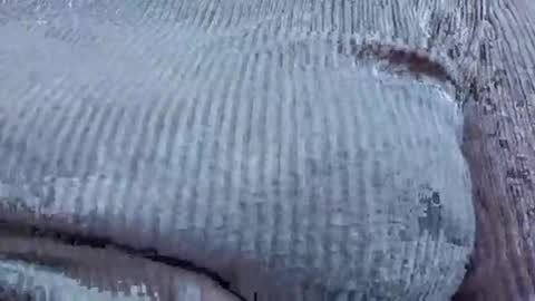 nora_roy246 online show from 01.09.26