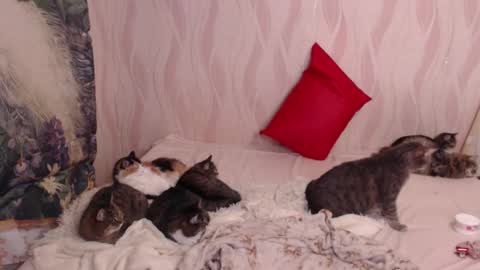 Olivia online show from 03.04.25