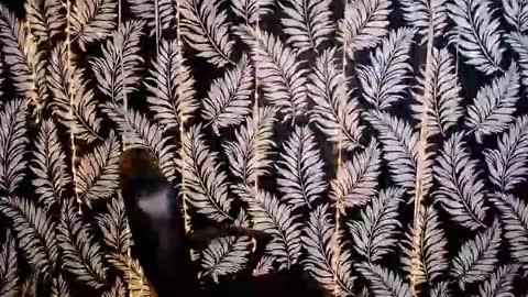 Kelly online show from 10.18.25