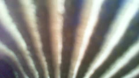 ontgrown online show from 01.06.25