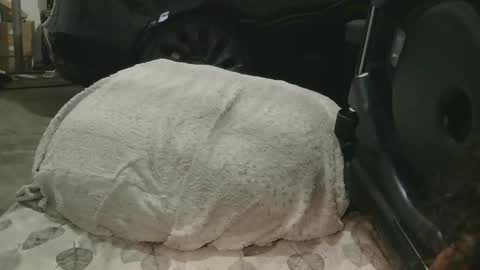 originalcali95 online show from 12.15.25