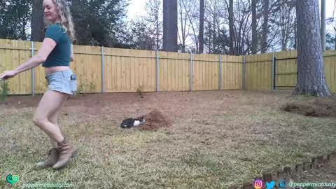 Snapshot of peppermintdusty chatting on 03.03.26 Peppermint and Dusty online show from 03.03.26